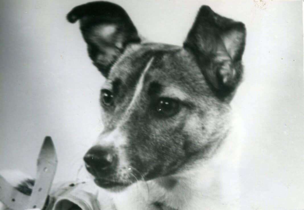 Laika